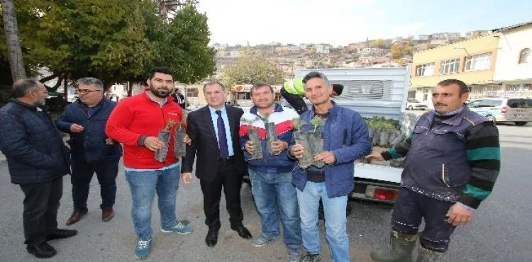 Hacılar'da yeşil bir çevre için bin fidan dağıtıldı
