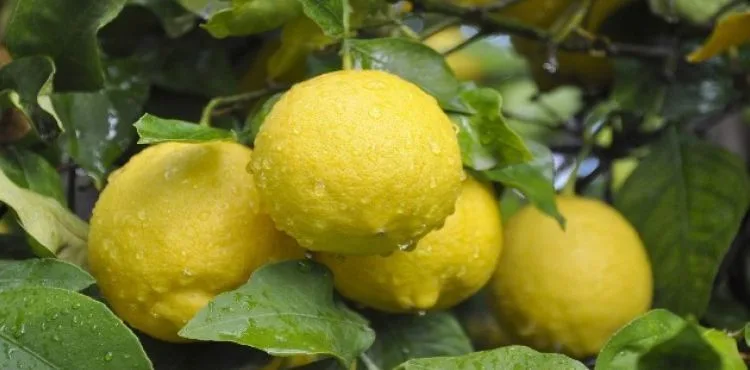 Lamas limonu coğrafi işaret tescil belgesi aldı