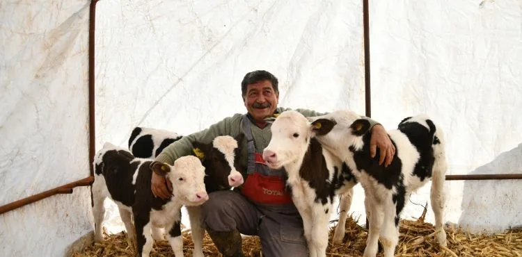 Besicinin iki ineği ikiz doğurdu