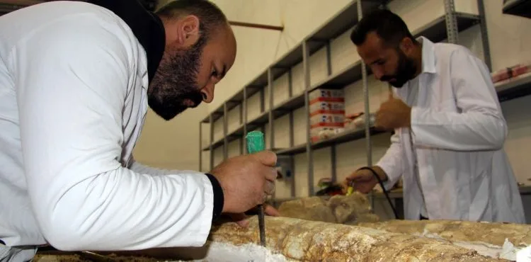 7,5 milyon yıllık dev fosil özenle temizleniyor