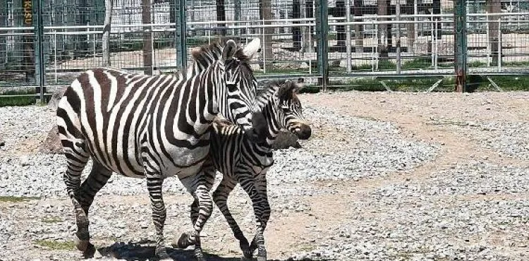 Kayseri'de yeni doğan zebraya 'Dilek' ismi verildi
