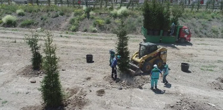 DAHA YEŞİL KOCASİNAN İÇİN 15-20 YAŞ ARASI AĞAÇLAR TOPRAKLA BULUŞTU