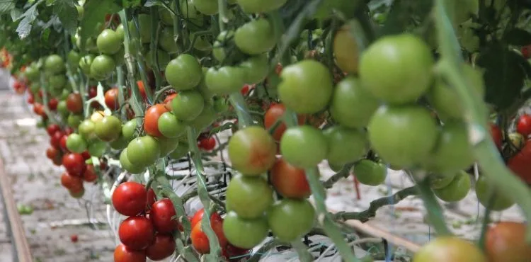 Katı Atık Depolama Tesisi'nde, yıllık 500 ton domates üretiliyor