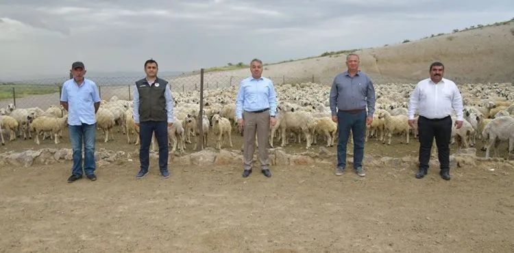4 koyun ile başladı, 800 koyunu oldu