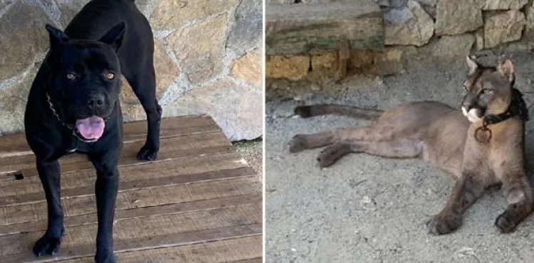 İstanbul'daki operasyonda puma, flamingo, iguana çok sayıda hayvan ele geçirildi