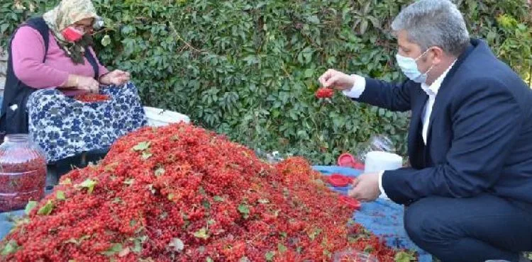 Bünyan'da gilaburu hasadı başladı