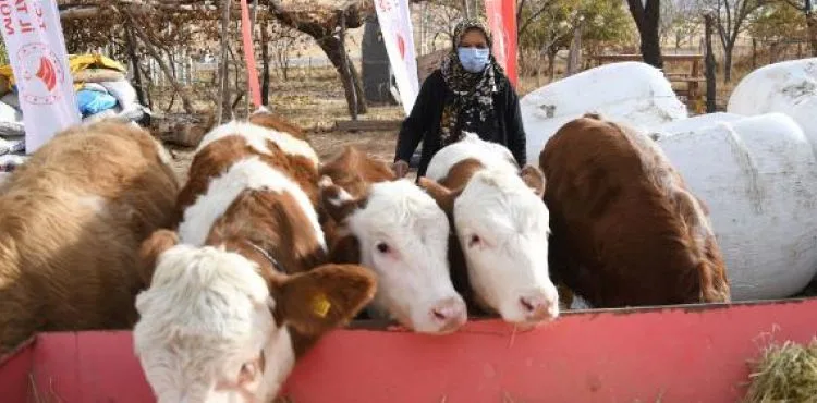 Ahırı yanan aileye büyükbaş ve yem desteği