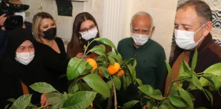 Kayserili Bir Aile İle Birlikte Mandalina Topladı