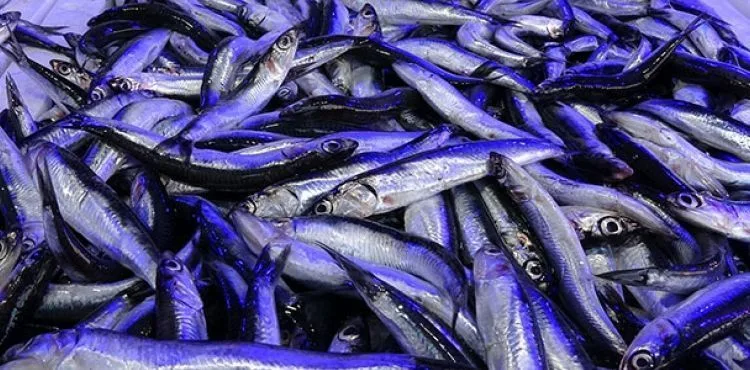 Hamsi avcılığında kısmi durdurma kararı 28 Ocak'a uzatıldı