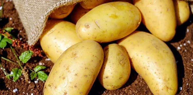 Bakanlık: Üreticilerden patates ve kuru soğan alımına başlandı