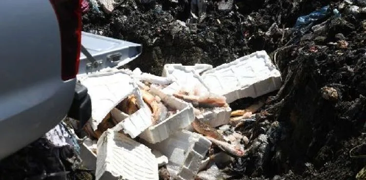 Depo baskınında, avlanması yasak 1250 kilo sazan ve yayın balığı ele geçirildi
