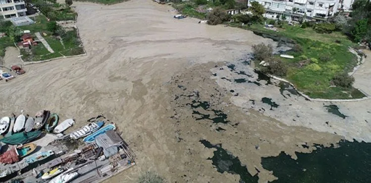 Marmara Denizi'nde salya araştırması... Dipte oranlar yüksek çıktı