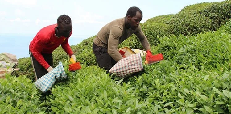 Afrikalı işçiler çay tarımı için Karadeniz'de; uzmandan 'sağlık riski' uyarısı