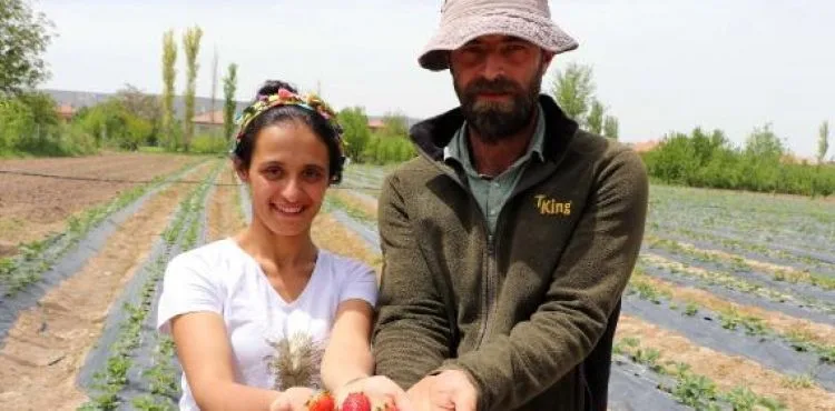 Şehirden köye dönen çift, çilek üreticisi oldu
