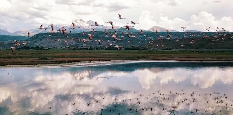 Flamingolar Hürmetçi Sazlığı’nda
