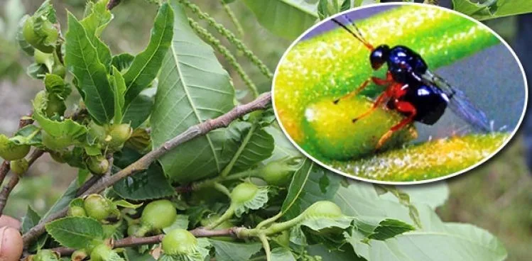 'Katil' gal arısı Kastamonu'da görüldü