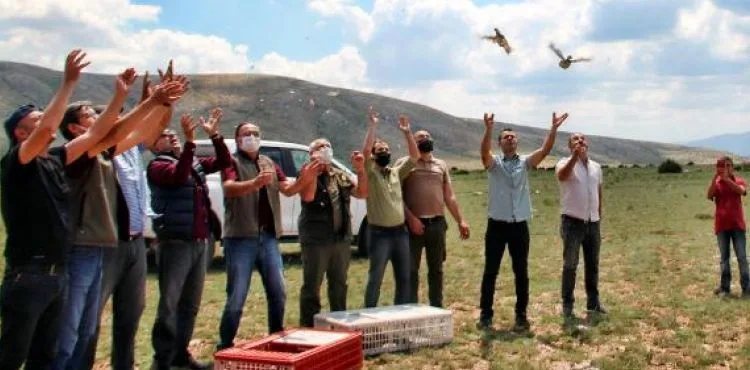 Kayseri’de 550 kınalı keklik doğaya bırakıldı