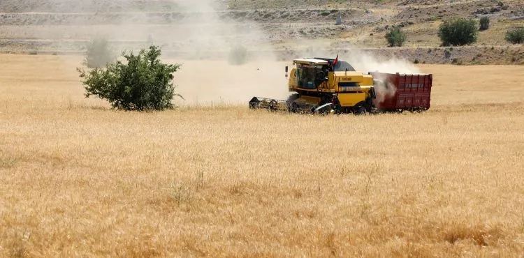 Talas’ta Boş Araziler Tarıma Kazandırılıyor 38 TON BUĞDAY HASAT EDİLDİ