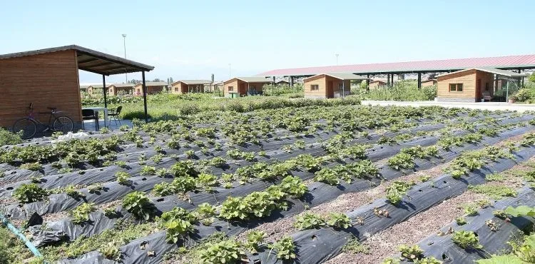 BÜYÜKŞEHİR’DEN “ORGANİK” HİZMET