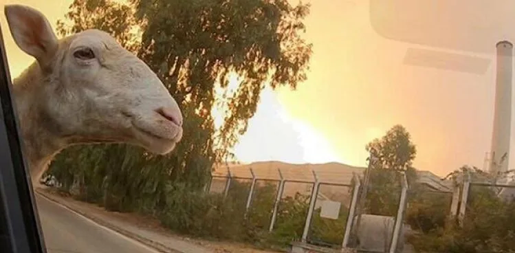 Milas yangınında 11'inci gün