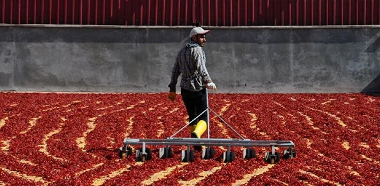NAMIDİĞER ‘KIRMIZI ALTIN’
