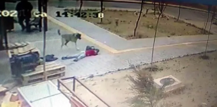 Okuldan dönen çocuğu köpeklerin saldırısından vatandaşlar kurtardı