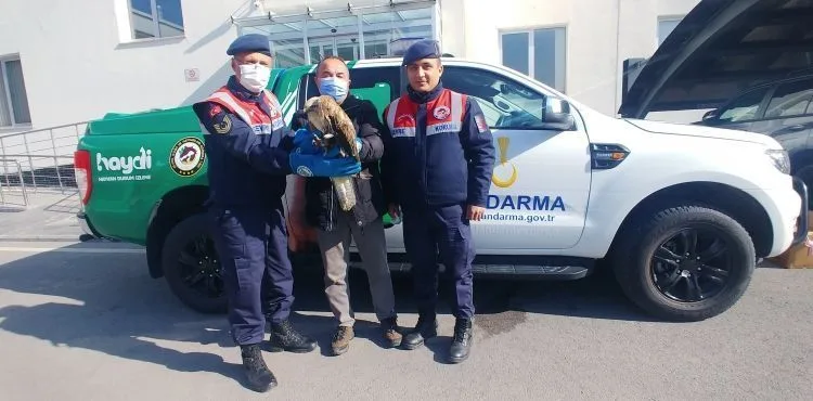 Yaralı kızıl şahin tedavi altına alındı