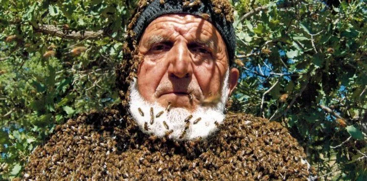 Üzerine 50 bin arı konuyor, maskesiz çalışıyor