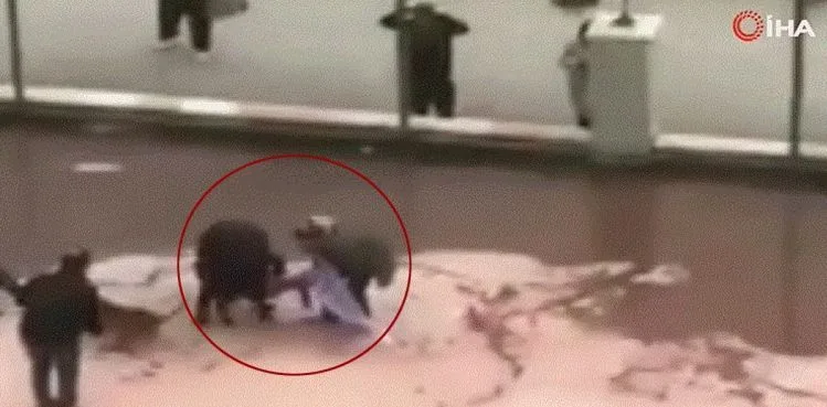 Site bahçesinde pitbull dehşeti