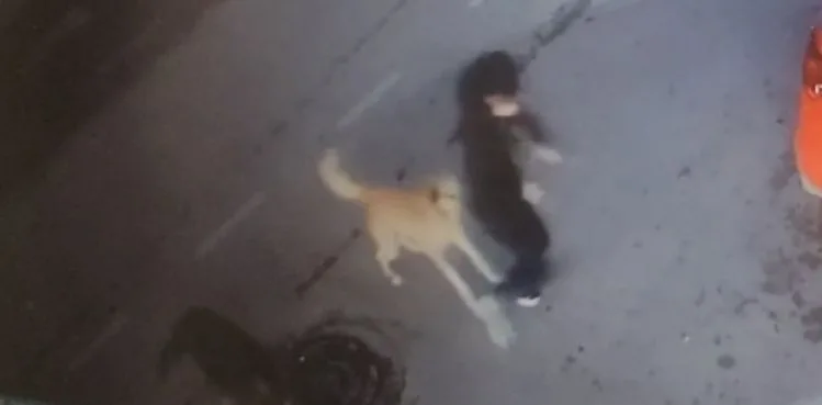 5 sokak köpeği yolda yürüyen 15 yaşındaki çocuğa saldırdı