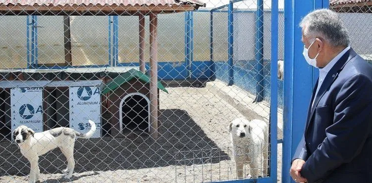 BÜYÜKŞEHİR’DEN SOKAK HAYVANLARI İÇİN 48 TON MAMA DESTEĞİ