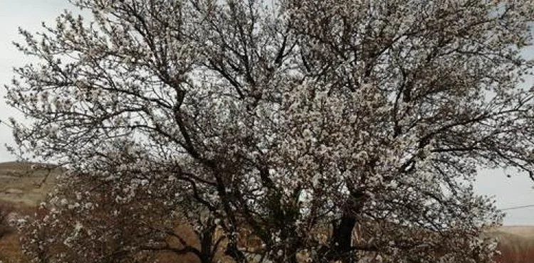 Badem ağaçları baharı müjdeledi