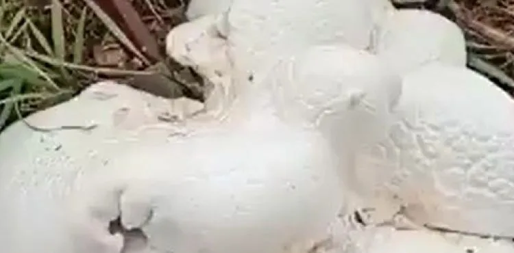 Kayseri’de 2 kilo 800 gramlık dev mantar bulundu