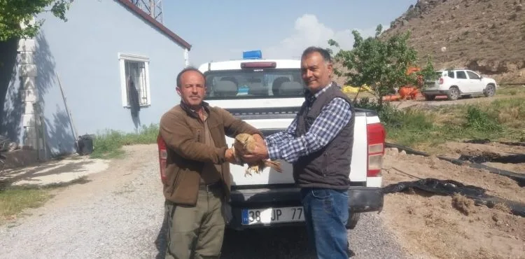 Yaralı halde bulunan şahin, tedavi altına alındı
