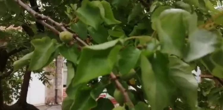 Dolu Yeşilhisar’da dolu hasara sebep oldu