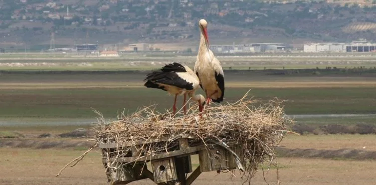 HÜRMETÇİ SAZLIĞINDA GÖRSEL ŞÖLEN