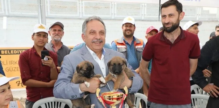 ANADOLU ÇOBAN KÖPEKLERİ GÜZELLİK YARIŞMASI