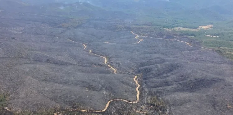Marmaris'teki orman yangıyla ilgili 1 kişi gözaltına alındı