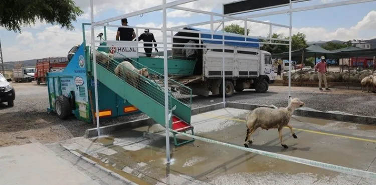 BELEDİYE YIKIYOR, KURBANLIKLAR GÖRÜCÜYE ÇIKIYOR