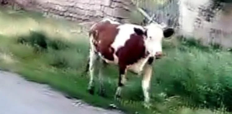 Kurbanlığın firarı 2 gün sürdü