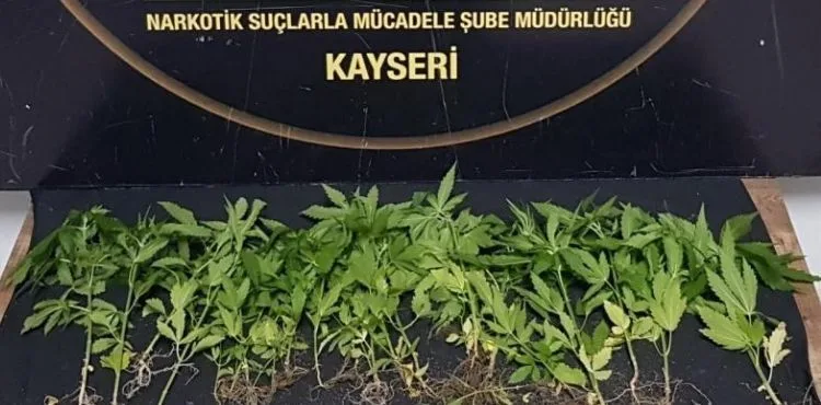 Evinde Hint keneviri yetiştiren şahıs gözaltına alındı
