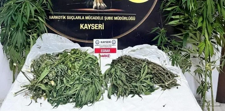 Evinde Hint keneviri yetiştirip satan şahıs yakalandı