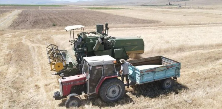 Kayseri’de ata yadigarı gacerin hasadı başladı