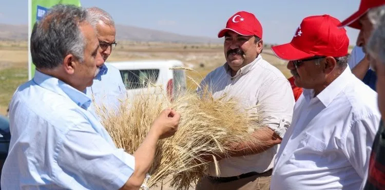 TALAS'TA HASAT VAKTİ
