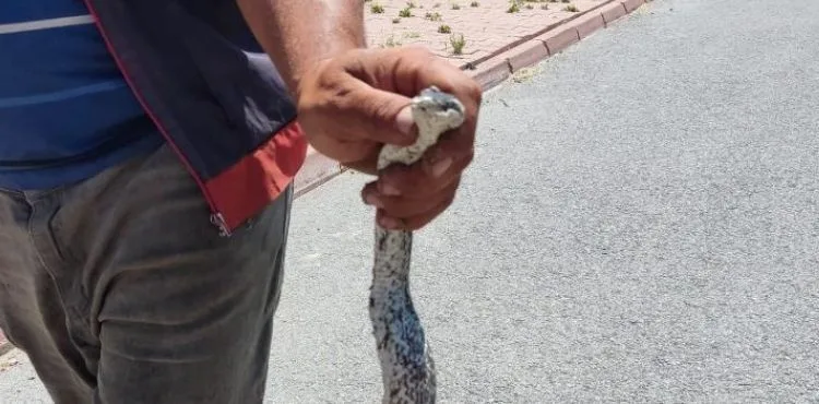 Piknik alanındaki yılanı eliyle yakaladı