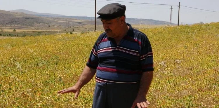 Çiftçiler yağan yağmurlardan memnun