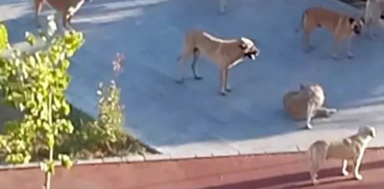 Başıboş köpekler korku salıyor