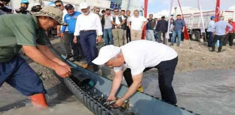 Kayseri'de 2 milyon yavru sazan balığı sularla buluşturuldu