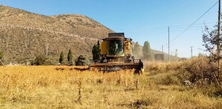 ÇİFTÇİ BELEDİYE TALAS, ŞİMDİ DE ASPİR HASADI YAPTI