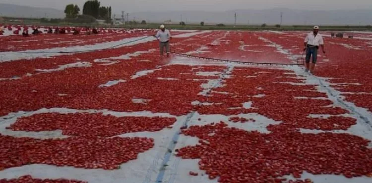 Erciyes'in etekleri kırmızıya boyandı